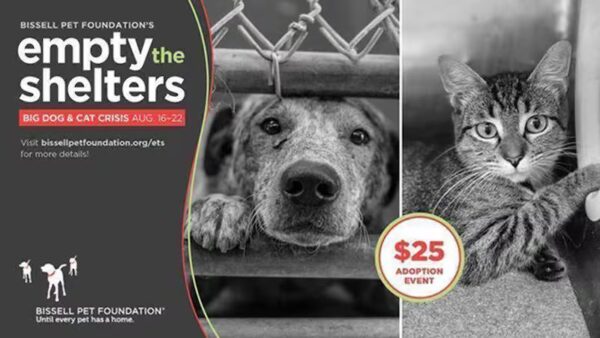 campaign for Urgent Medical Care for Injured Shibas